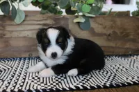 Beulah , a female Toy Australian Shepherd for sale in Versailles, MO – 6 of 9