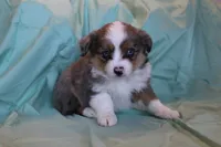 Maddie, a female Toy Australian Shepherd for sale in Versailles, MO – 7 of 7