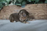 Copper, a male Toy Australian Shepherd for sale in Versailles, MO – 6 of 7