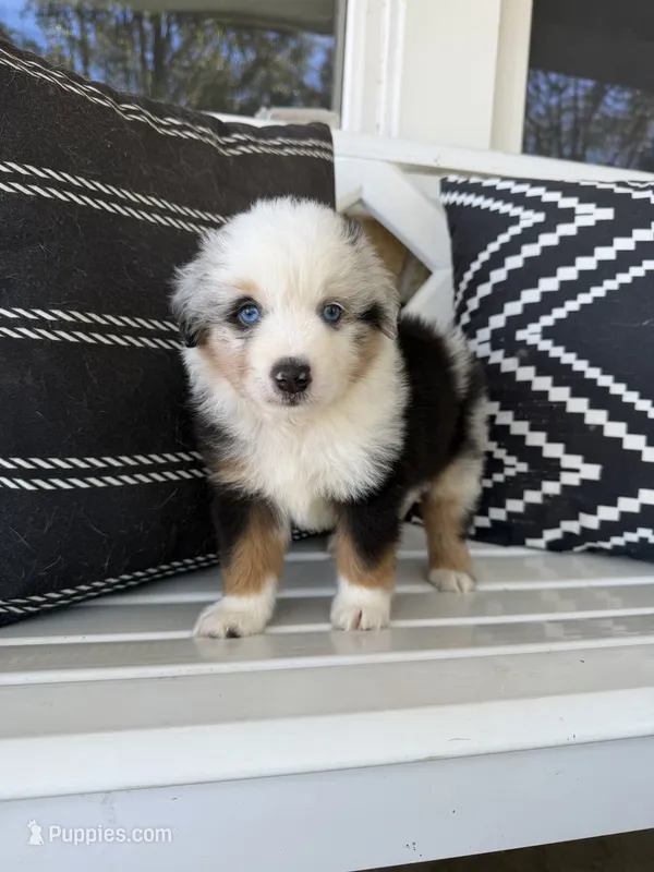 Smokey – Toy Australian Shepherd puppy for sale in Versailles, MO