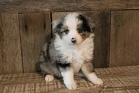 Nigel, a male Toy Australian Shepherd for sale in Versailles, MO – 1 of 5