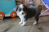 Maddie, a female Toy Australian Shepherd for sale in Versailles, MO – 2 of 7