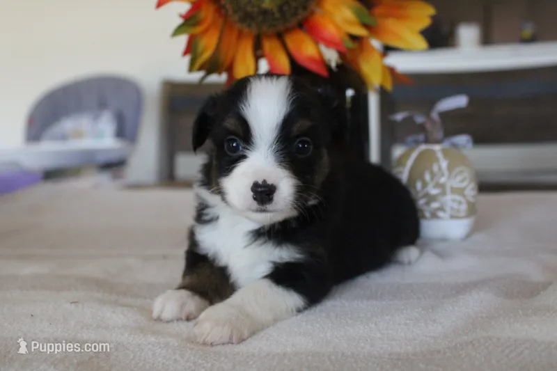 Autumn – Toy Australian Shepherd puppy for sale in Versailles, MO
