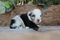 Smokey, a male Toy Australian Shepherd for sale in Versailles, MO – 5 of 5