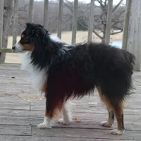 Tex, a male Toy Australian Shepherd for sale in Versailles, MO – Photo 3 of 4