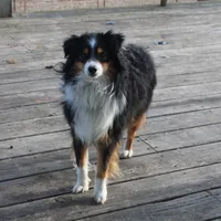 Tex, a male Toy Australian Shepherd for sale in Versailles, MO – Photo 4 of 4