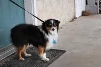 Tex, a male Toy Australian Shepherd for sale in Versailles, MO – 3 of 5