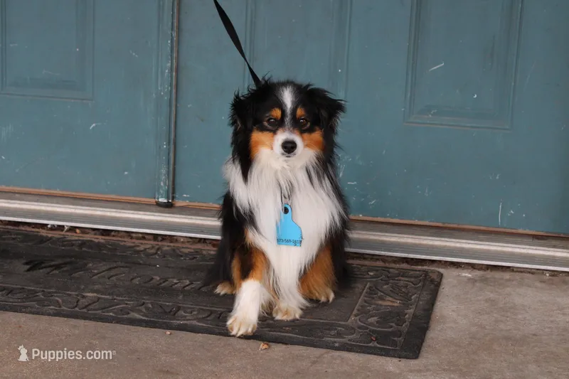 Tex – Toy Australian Shepherd puppy for sale in Versailles, MO