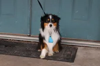 Tex, a male Toy Australian Shepherd for sale in Versailles, MO – 1 of 5