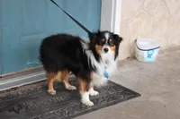 Tex, a male Toy Australian Shepherd for sale in Versailles, MO – 4 of 5