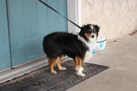 Tex, a male Toy Australian Shepherd for sale in Versailles, MO – 5 of 5