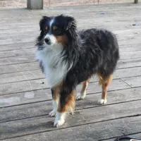 Tex, a male Toy Australian Shepherd for sale in Versailles, MO – Photo 2 of 4