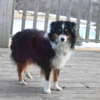 Tex, a male Toy Australian Shepherd for sale in Versailles, MO – Photo 1 of 4