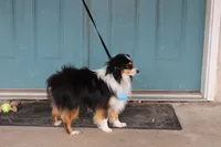 Tex, a male Toy Australian Shepherd for sale in Versailles, MO – 2 of 5