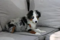 Beth, a female Toy Australian Shepherd for sale in Versailles, MO – 10 of 10