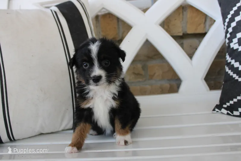 Boo – Toy Australian Shepherd puppy for sale in Versailles, MO