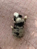 Beth, a female Toy Australian Shepherd for sale in Versailles, MO – 6 of 6
