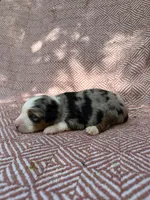 Beth, a female Toy Australian Shepherd for sale in Versailles, MO – 2 of 6