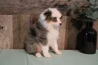 Jackie, a female Toy Australian Shepherd for sale in Versailles, MO – 5 of 6