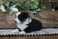 Beulah , a female Toy Australian Shepherd for sale in Versailles, MO – 9 of 9