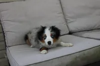 Beth, a female Toy Australian Shepherd for sale in Versailles, MO – 8 of 10