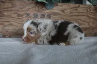 Aspen, a male Toy Australian Shepherd for sale in Versailles, MO – 8 of 8