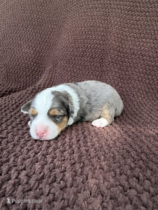 Maddie – Toy Australian Shepherd puppy for sale in Versailles, MO