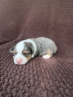 Maddie, a female Toy Australian Shepherd for sale in Versailles, MO – 1 of 5
