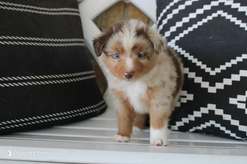 Aspen – Toy Australian Shepherd puppy for sale in Versailles, MO