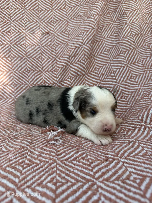 Rip – Toy Australian Shepherd puppy for sale in Versailles, MO