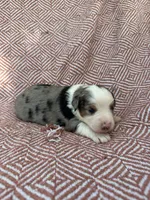 Rip, a male Toy Australian Shepherd for sale in Versailles, MO – 1 of 6