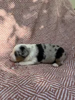 Azul, a male Toy Australian Shepherd for sale in Versailles, MO – 2 of 6