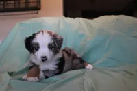 Carter, a male Toy Australian Shepherd for sale in Versailles, MO – 7 of 8