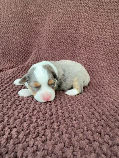 Maddie, a female Toy Australian Shepherd for sale in Versailles, MO – 3 of 5