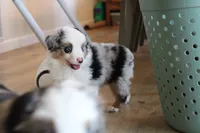 Azul, a male Toy Australian Shepherd for sale in Versailles, MO – 3 of 8