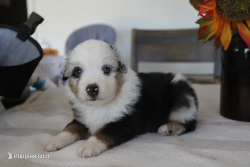Smokey – Toy Australian Shepherd puppy for sale in Versailles, MO