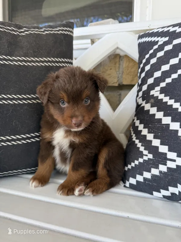 Pumpkin  – Toy Australian Shepherd puppy for sale in Versailles, MO