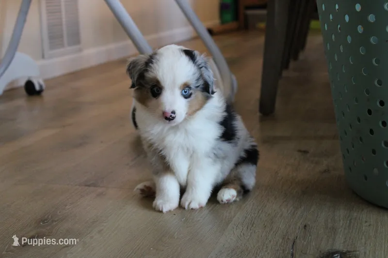 Azul – Toy Australian Shepherd puppy for sale in Versailles, MO