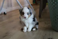 Azul, a male Toy Australian Shepherd for sale in Versailles, MO – 1 of 8