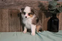 Jackie, a female Toy Australian Shepherd for sale in Versailles, MO – 6 of 6
