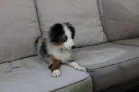 Beth, a female Toy Australian Shepherd for sale in Versailles, MO – 5 of 10