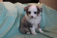 Pretty Boy, a male Toy Australian Shepherd for sale in Versailles, MO – 3 of 5