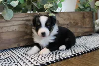 Beulah , a female Toy Australian Shepherd for sale in Versailles, MO – 4 of 9
