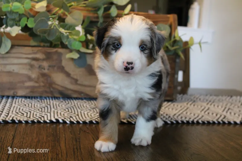 Carter – Toy Australian Shepherd puppy for sale in Versailles, MO
