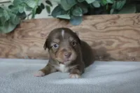 Copper, a male Toy Australian Shepherd for sale in Versailles, MO – 7 of 7