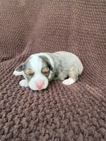 Maddie, a female Toy Australian Shepherd for sale in Versailles, MO – 2 of 5
