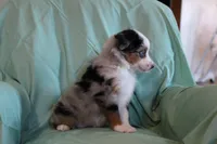 Beth, a female Toy Australian Shepherd for sale in Versailles, MO – 2 of 8