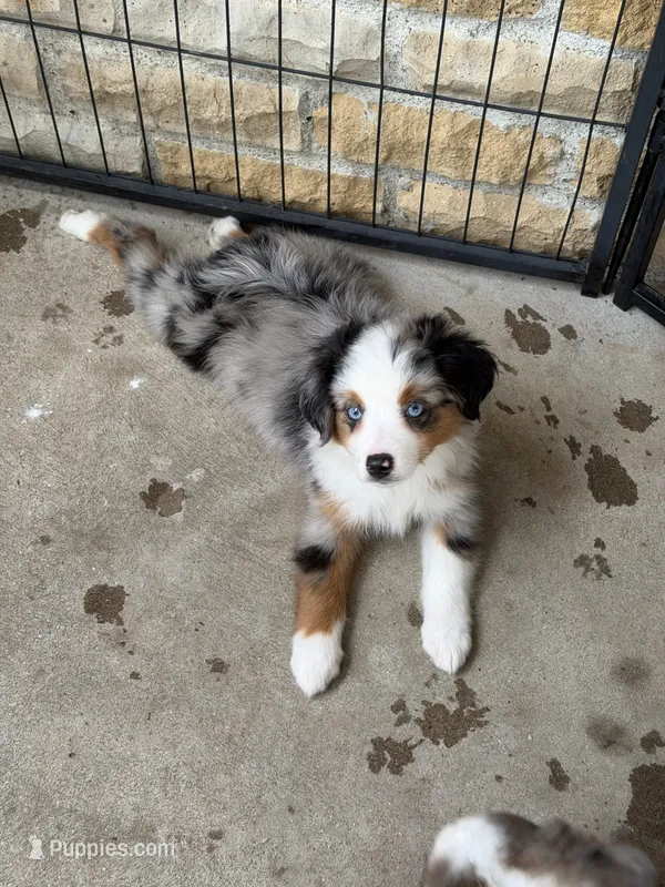 Beth – Toy Australian Shepherd puppy for sale in Versailles, MO