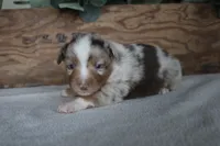 Aspen, a male Toy Australian Shepherd for sale in Versailles, MO – 4 of 8