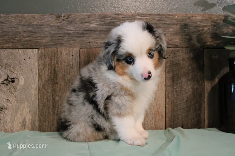 Azul – Toy Australian Shepherd puppy for sale in Versailles, MO